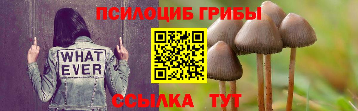 Псилоцибиновые грибы Cubensis Подольск